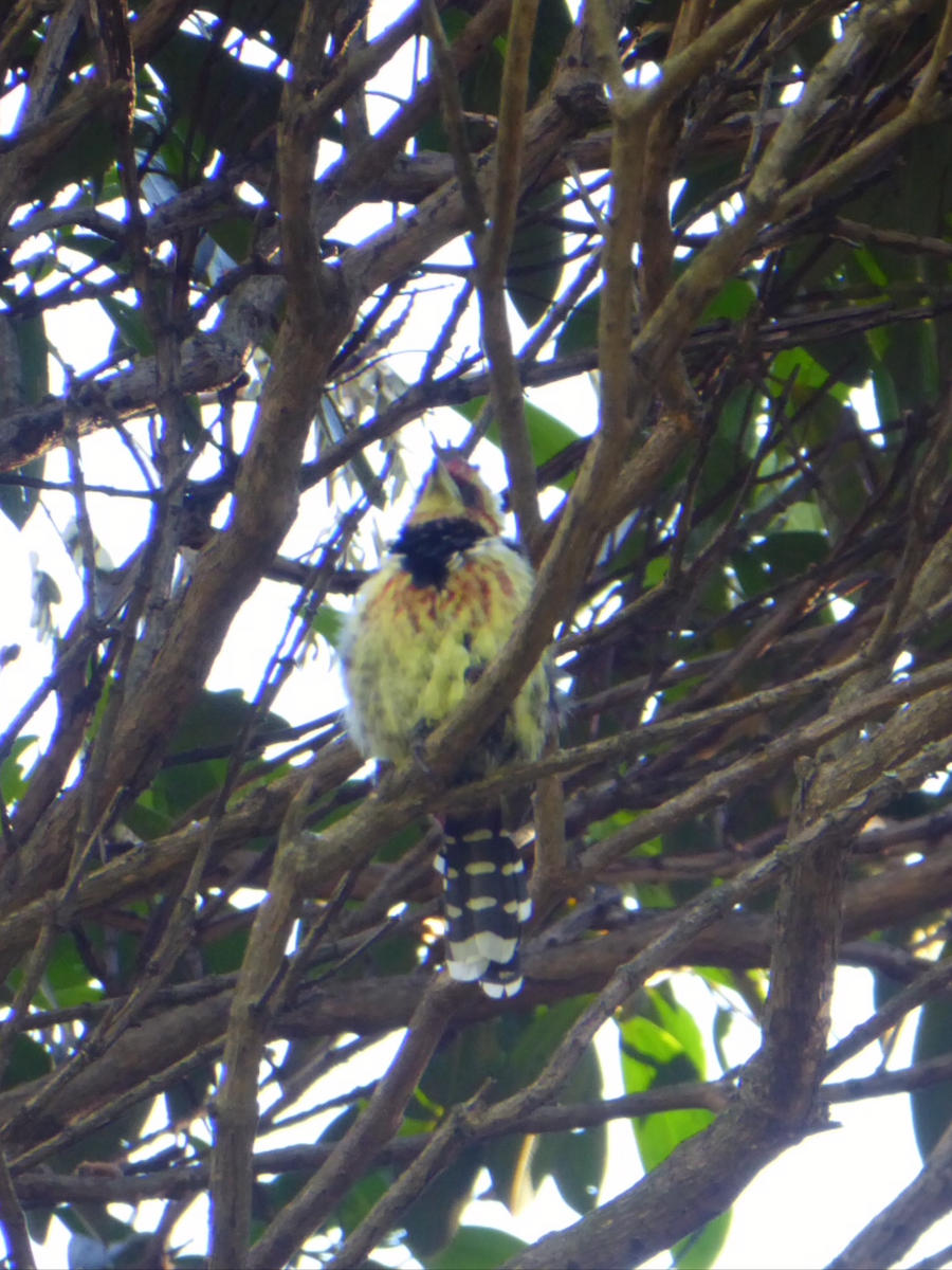 Crested Barbet - Mary L Frey