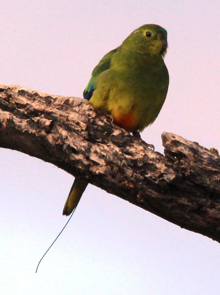 Orange-bellied Parrot - Magen Pettit