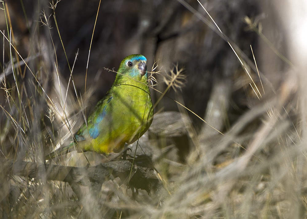 Turquoise Parrot - Stephen Murray