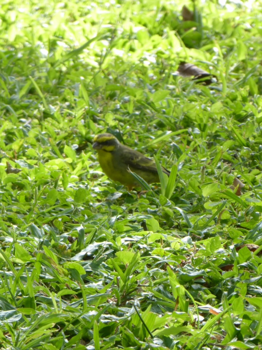 Yellow-fronted Canary - Mary L Frey