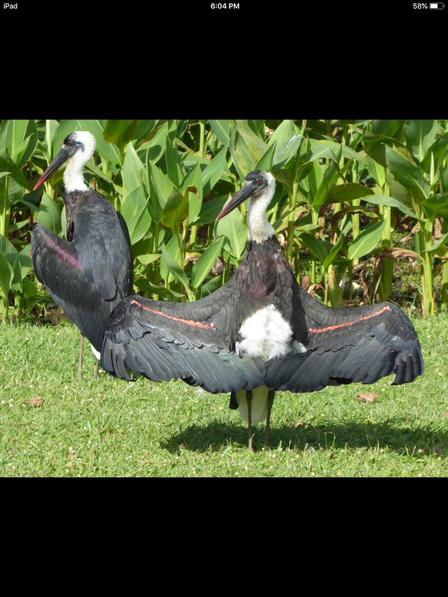 African Woolly-necked Stork - Mary L Frey