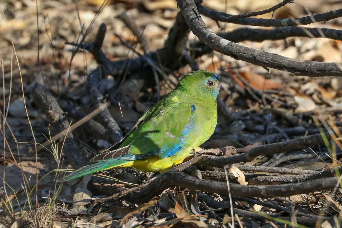Turquoise Parrot - Ged Tranter
