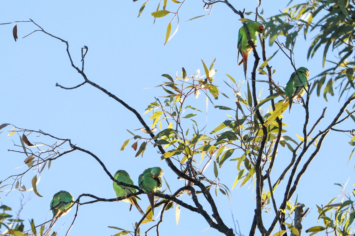 Swift Parrot - Ged Tranter