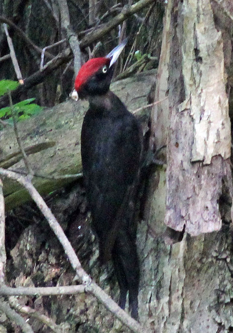 Black Woodpecker - Mike Litak