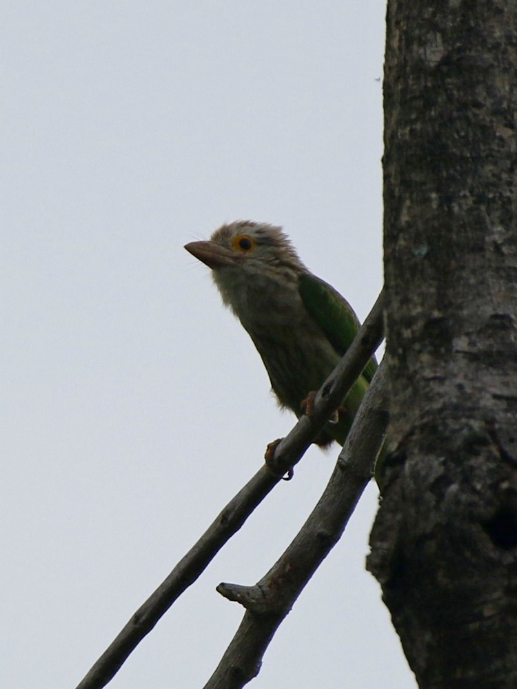 Lineated Barbet - ML100934321