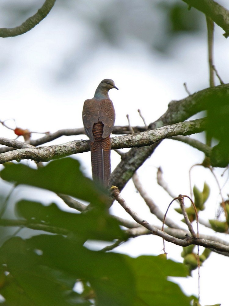 Barred Cuckoo-Dove - Subhadra Devi