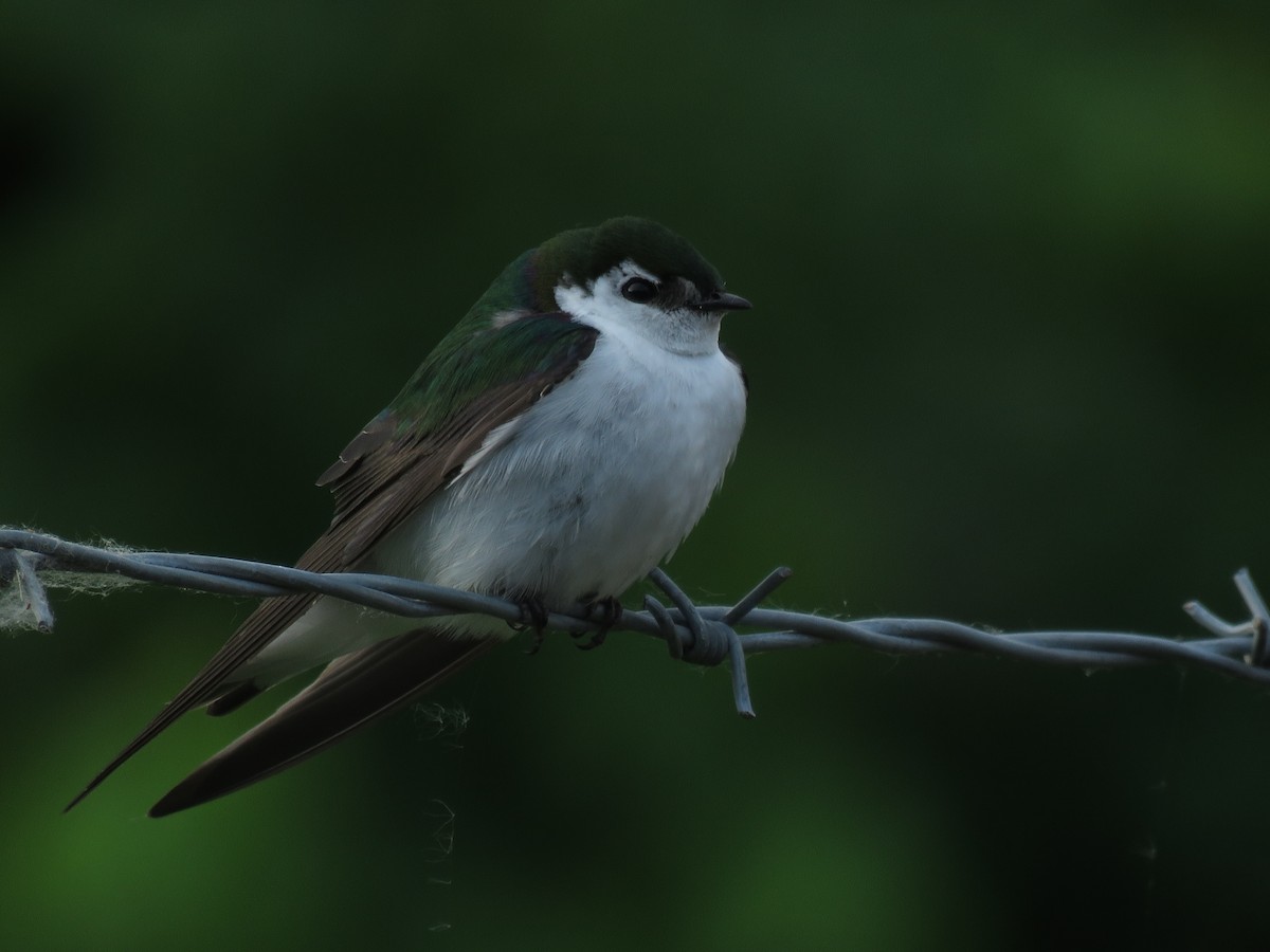 Violet-green Swallow - ML100934401