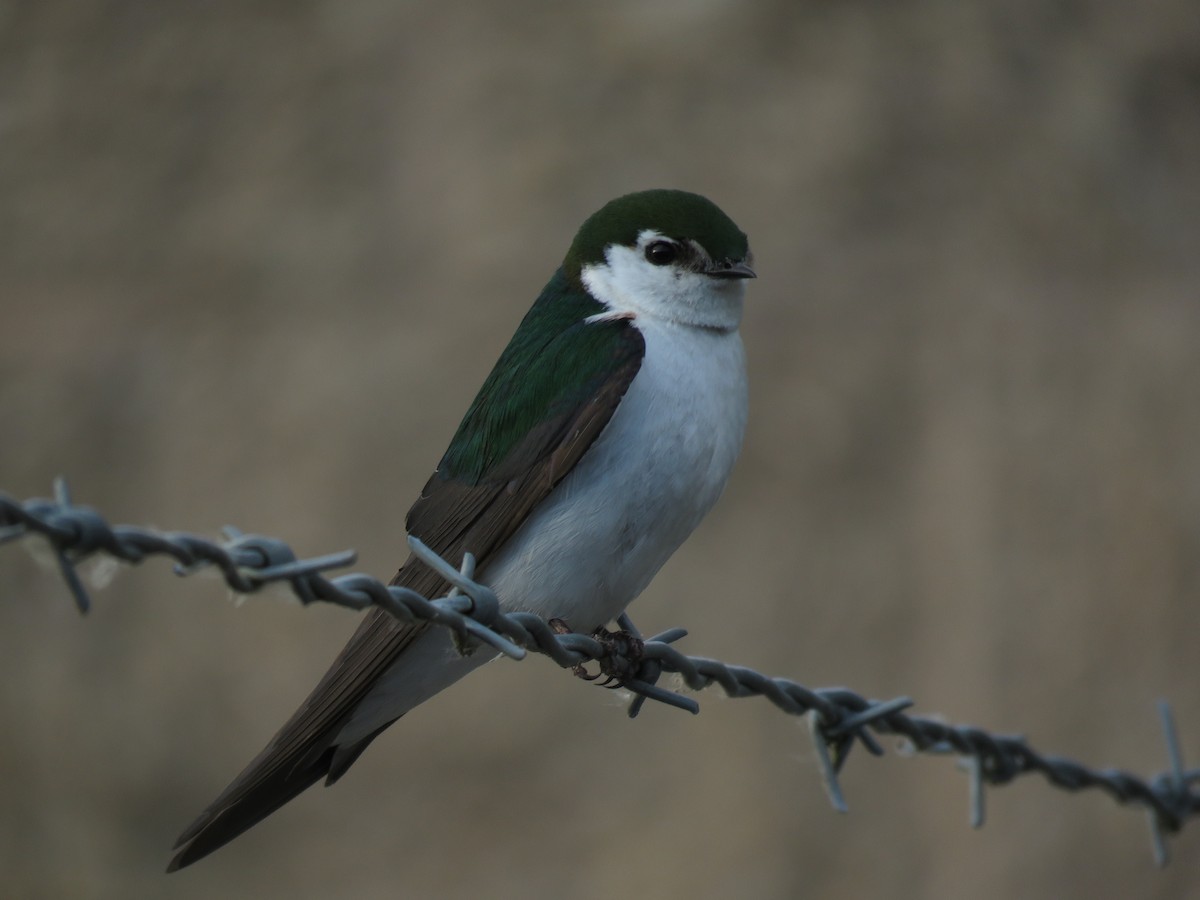 Violet-green Swallow - ML100934421