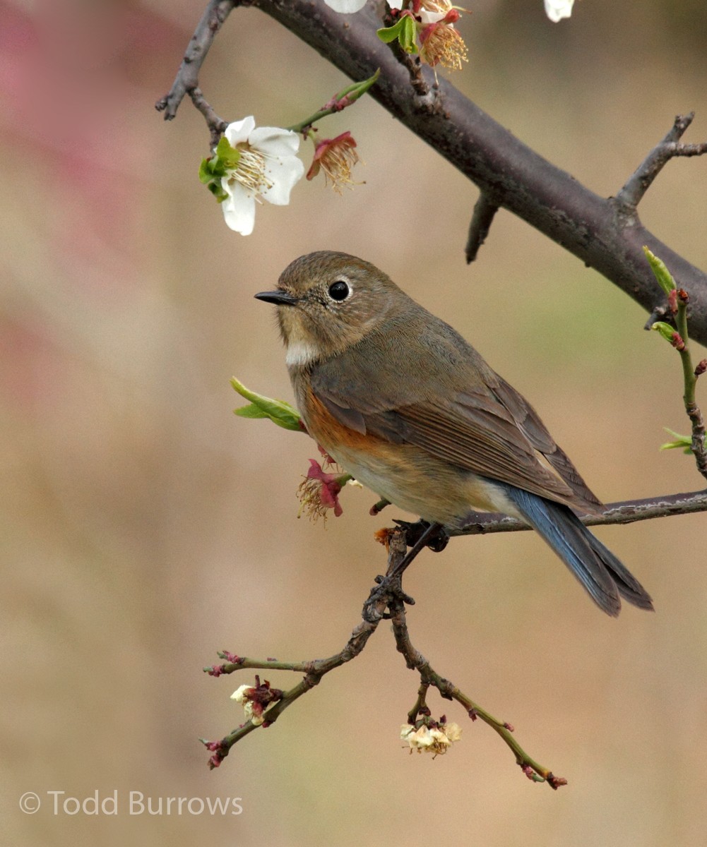 Red-flanked Bluetail - ML100934461