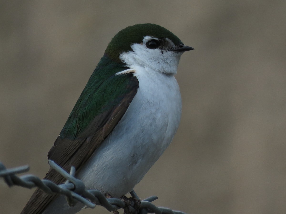 Violet-green Swallow - ML100934491