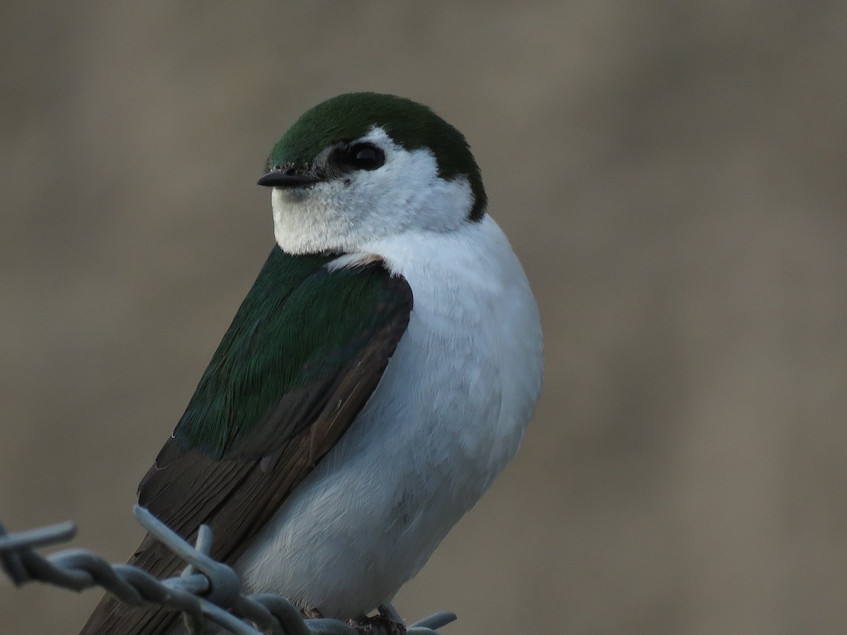 Violet-green Swallow - ML100934511