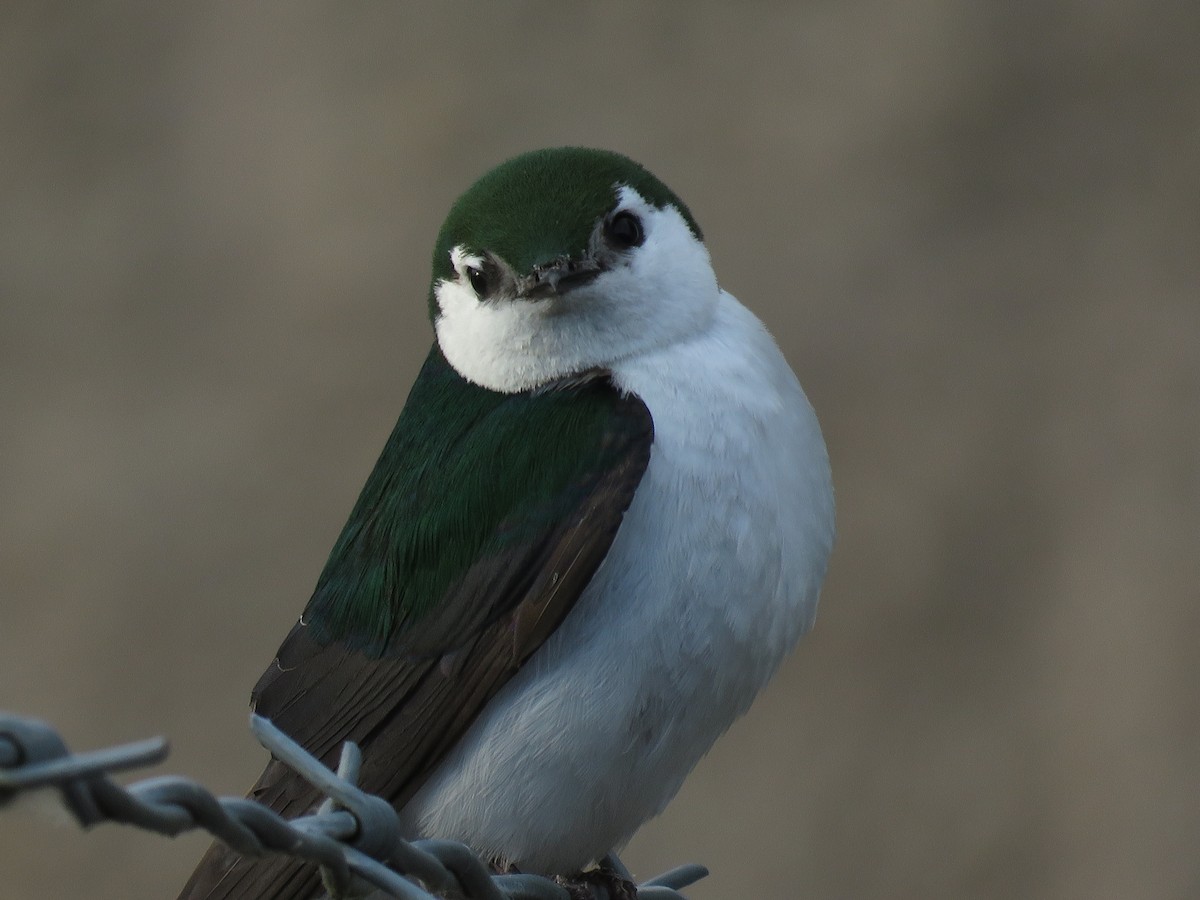 Violet-green Swallow - ML100934521