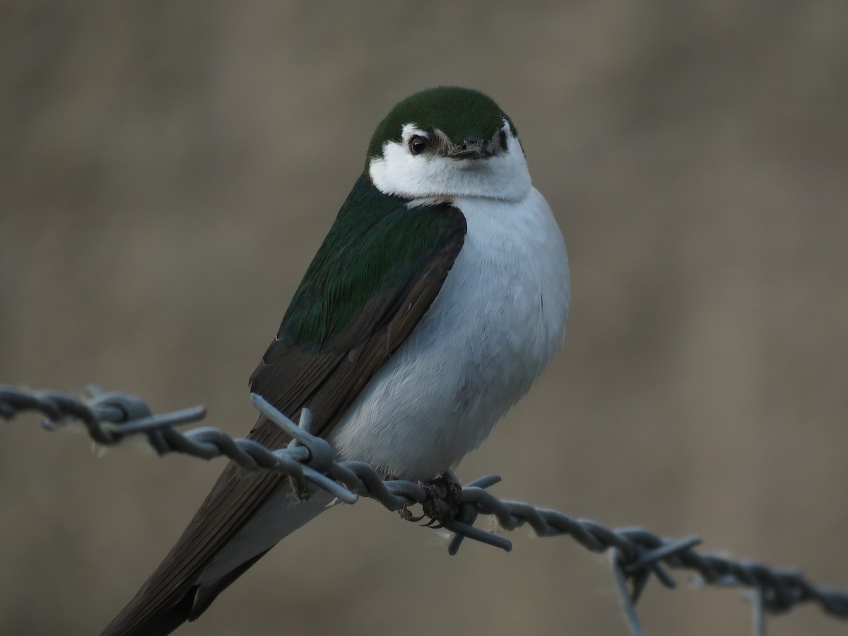 Violet-green Swallow - ML100934541
