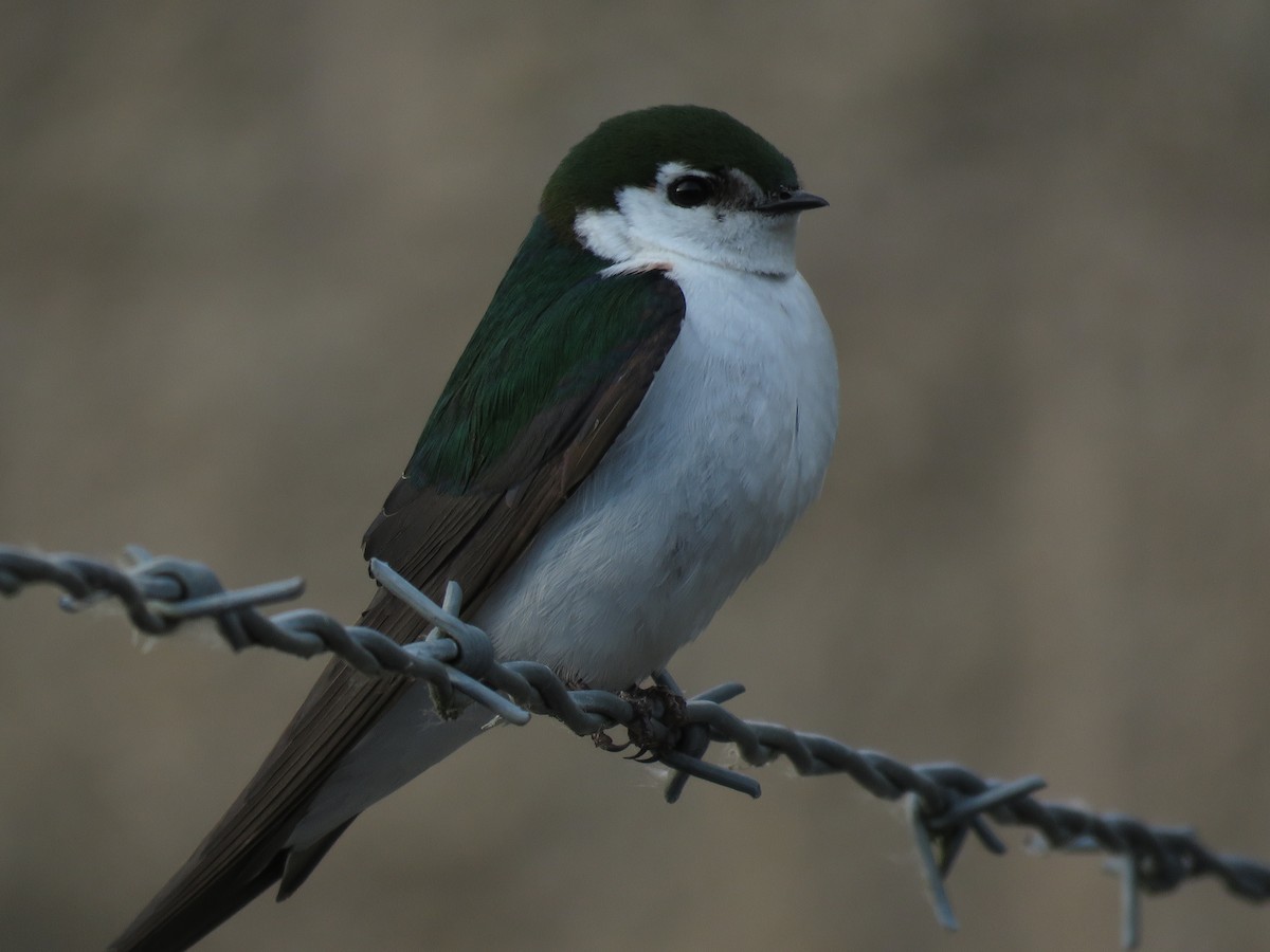 Violet-green Swallow - ML100934551