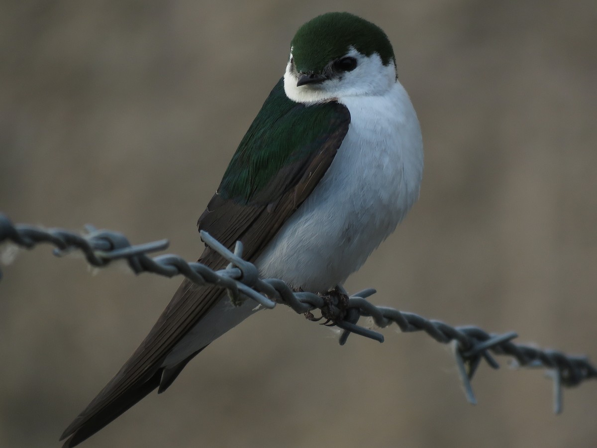 Violet-green Swallow - ML100934561