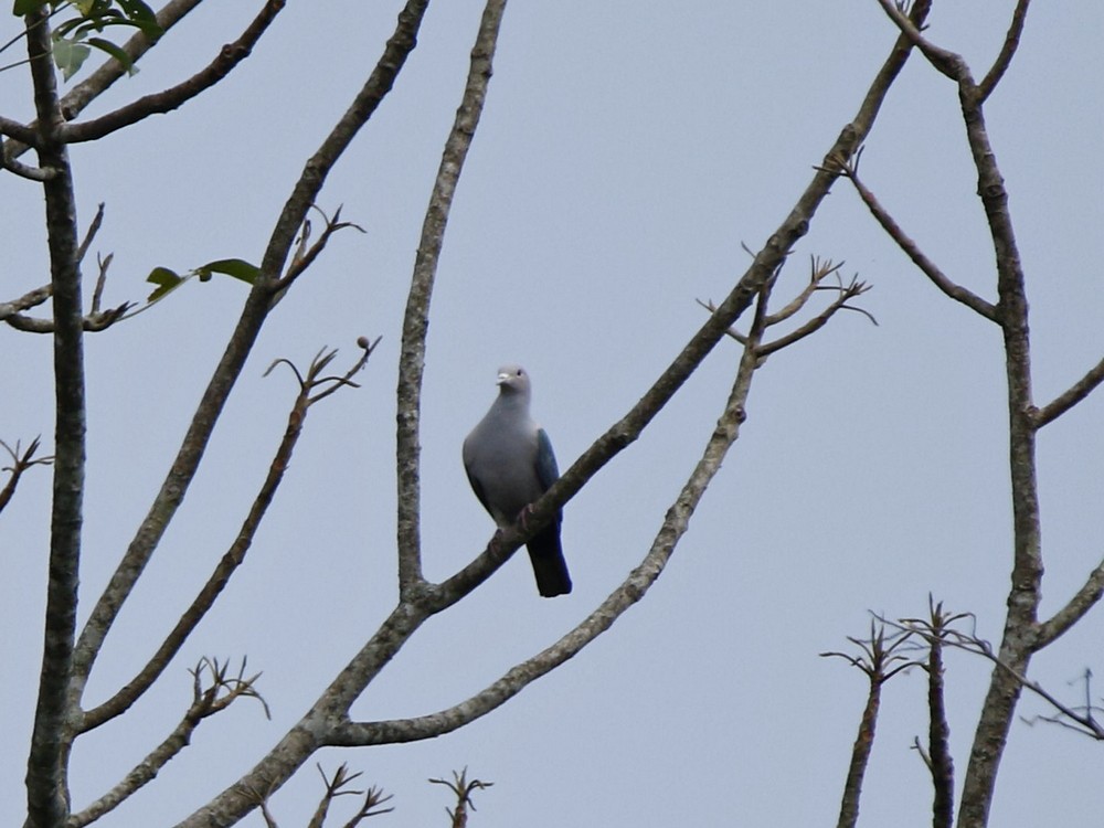 Green Imperial-Pigeon - ML100935181