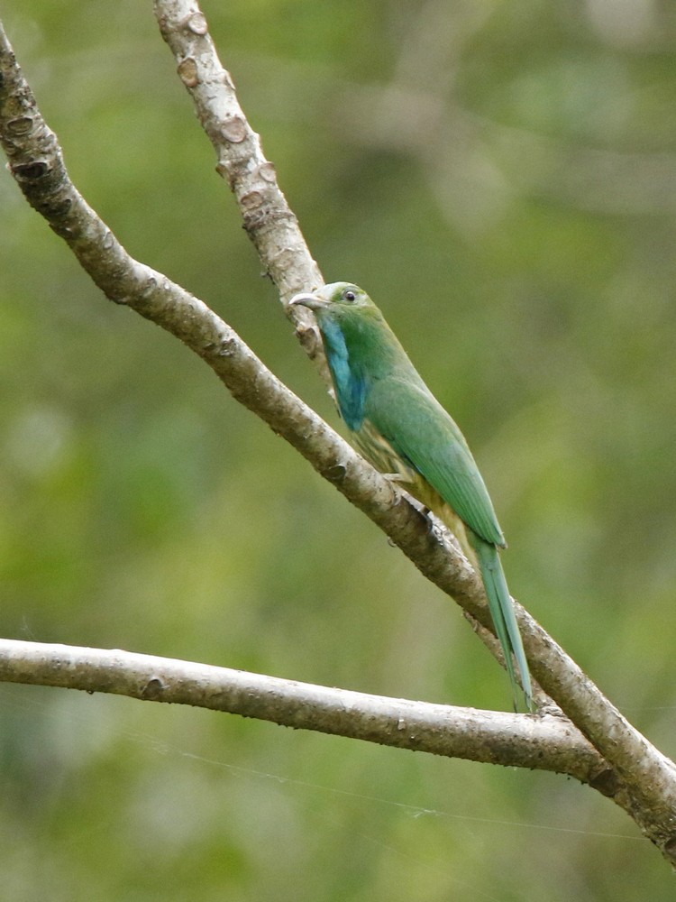 Blue-bearded Bee-eater - Subhadra Devi