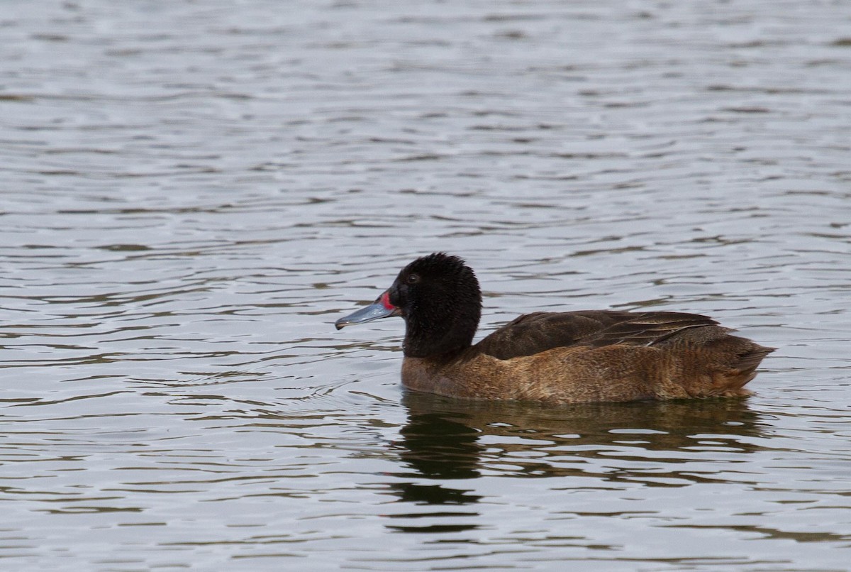 Black-headed Duck - ML100935261