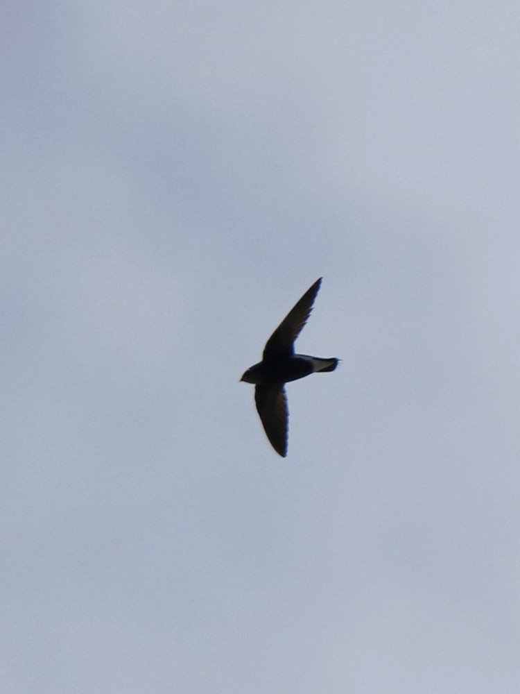 Silver-backed Needletail - ML100935281
