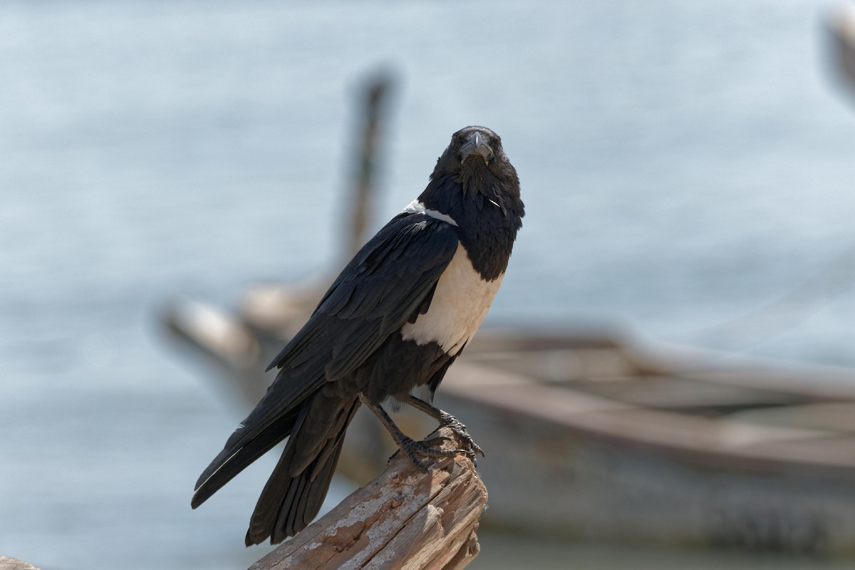 Pied Crow - Anonymous