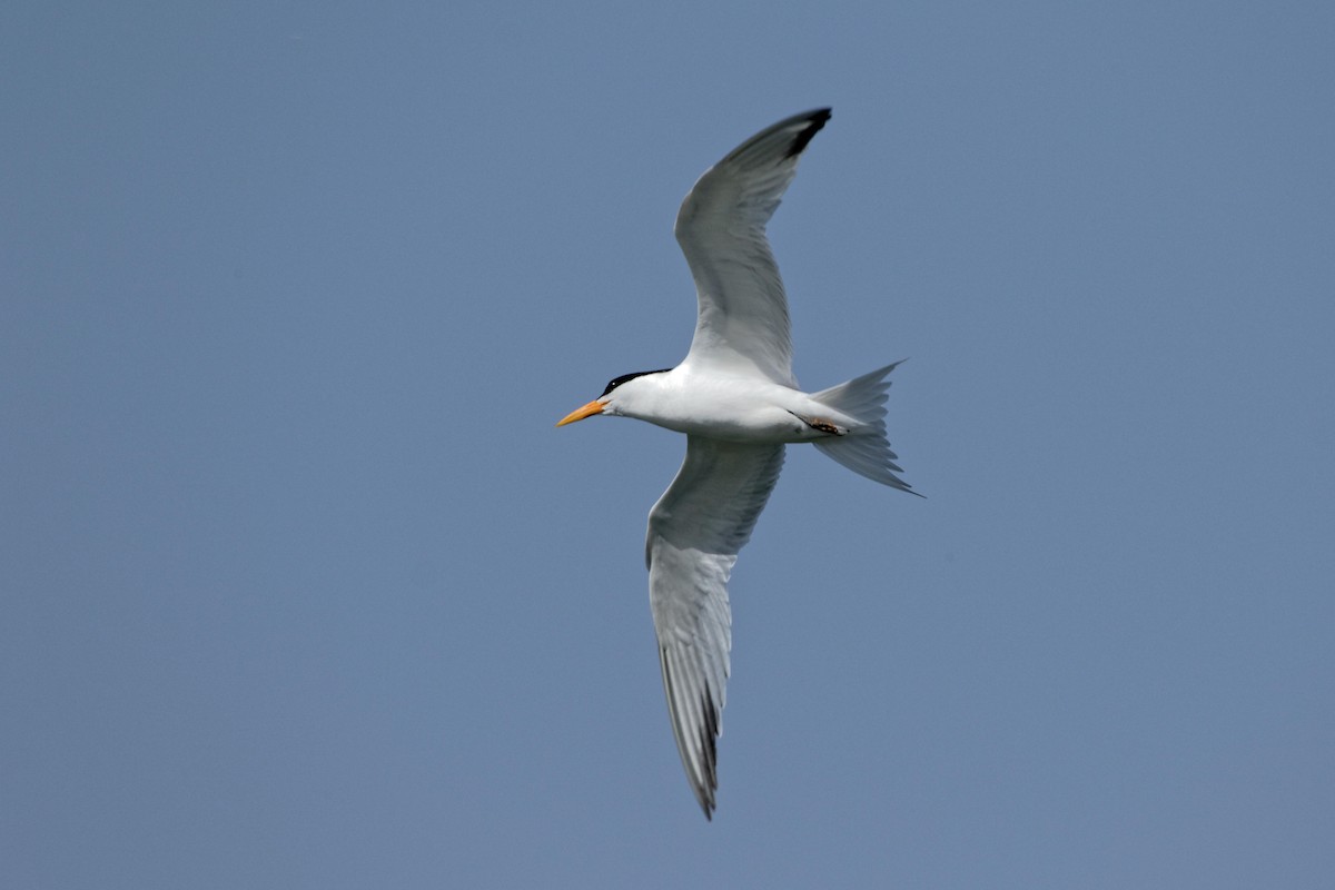West African Crested Tern - ML100942941