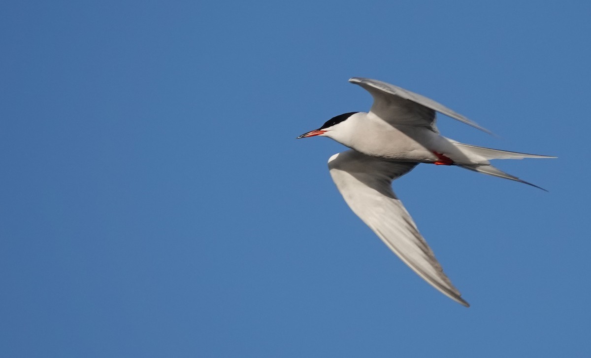 Common Tern - eero salo-oja