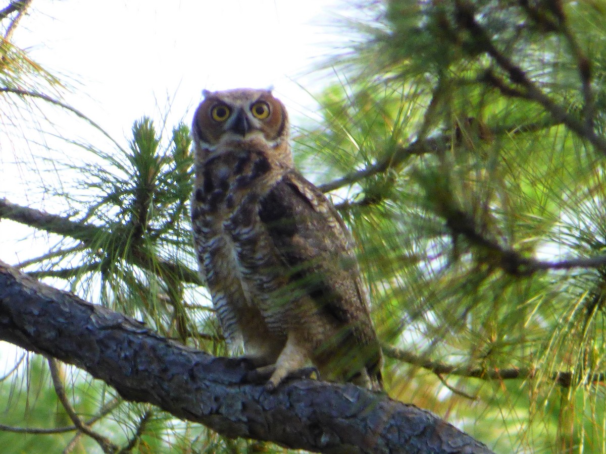 Great Horned Owl - ML100944021