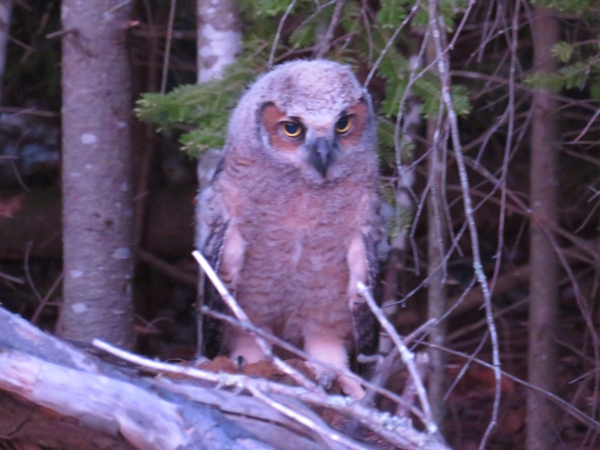 Great Horned Owl - ML100948461