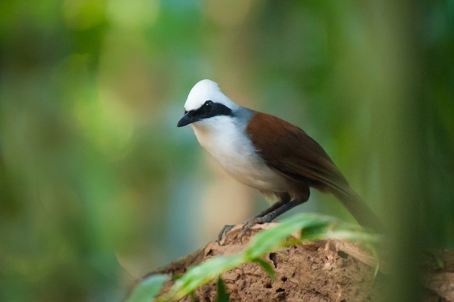 White-crested Laughingthrush