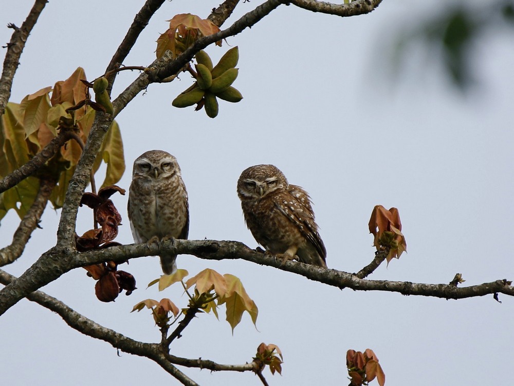 Spotted Owlet - Subhadra Devi