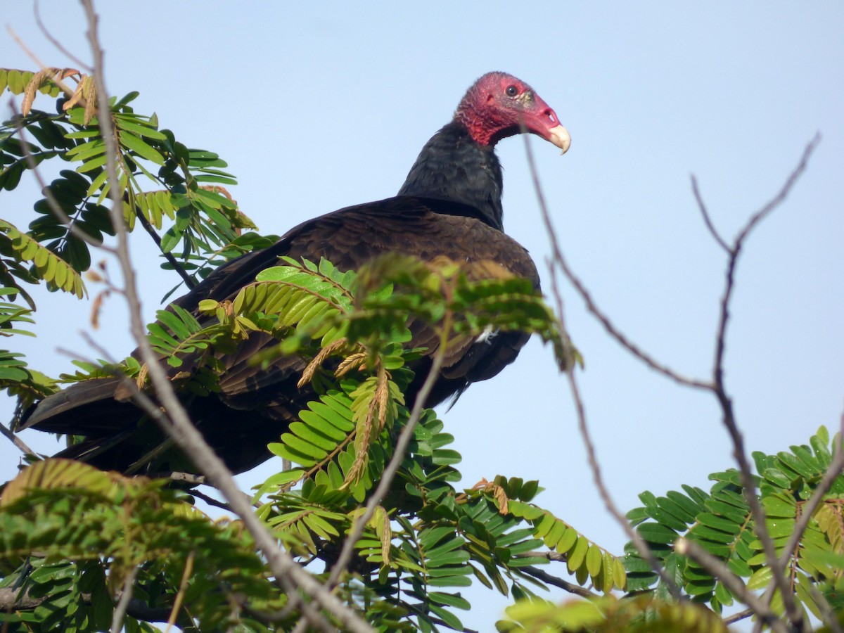 Turkey Vulture - Roselvy Juárez