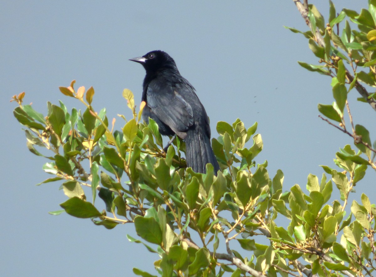 Melodious Blackbird - Roselvy Juárez