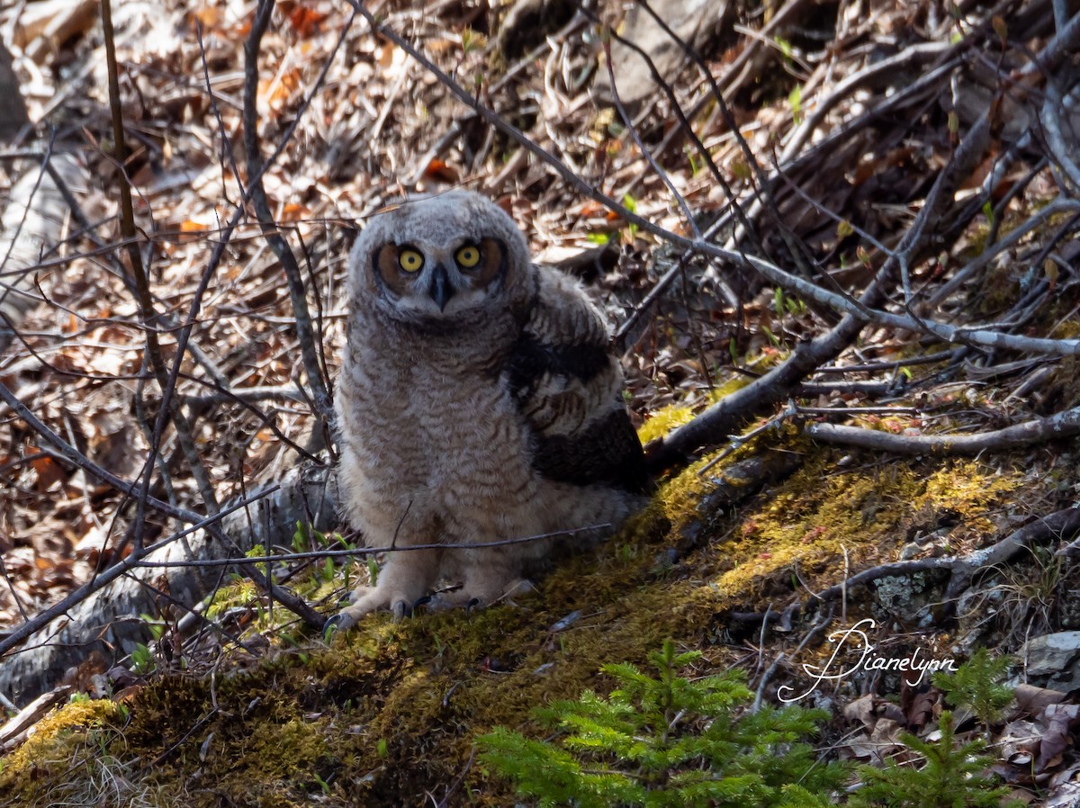 Great Horned Owl - ML100952291