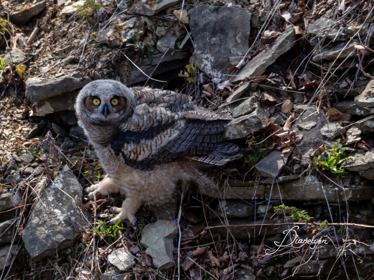 Great Horned Owl - Diane Ernst
