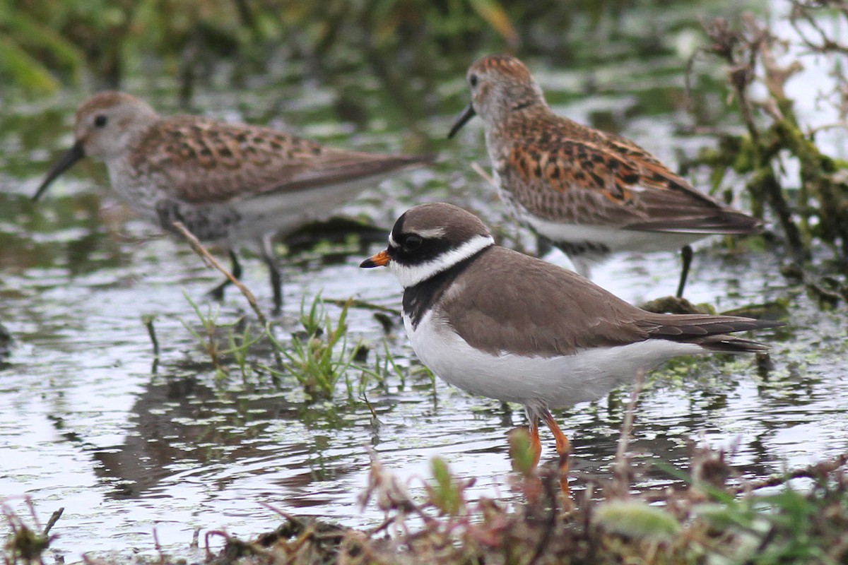 Common Ringed Plover - ML100953331