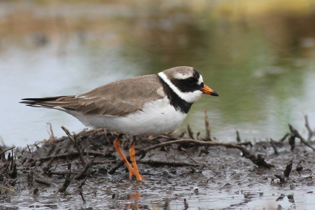 Common Ringed Plover - ML100955161