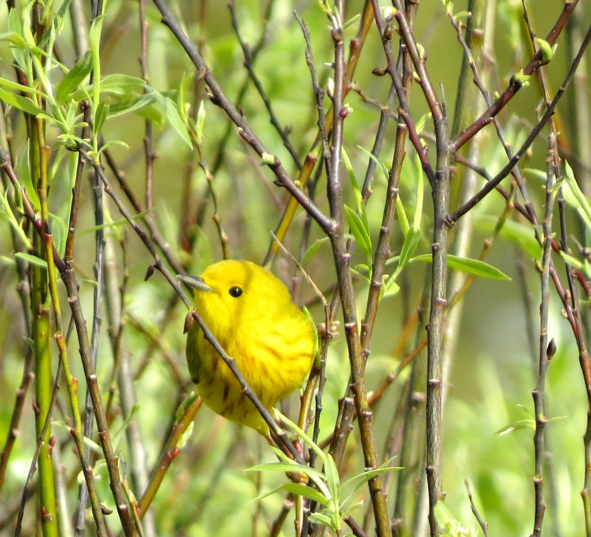 Yellow Warbler - Jerry Smith