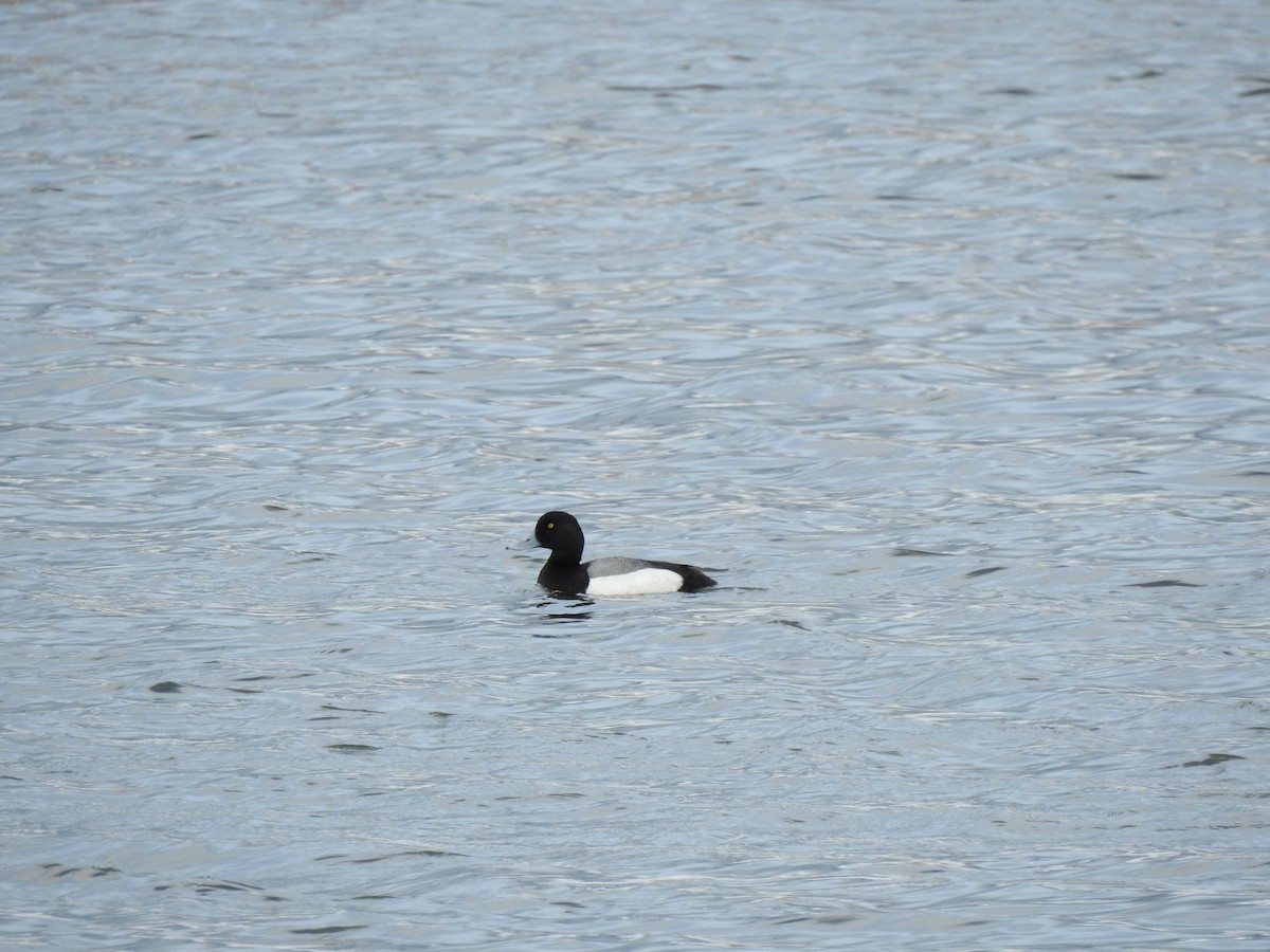 Greater Scaup - leanne grieves