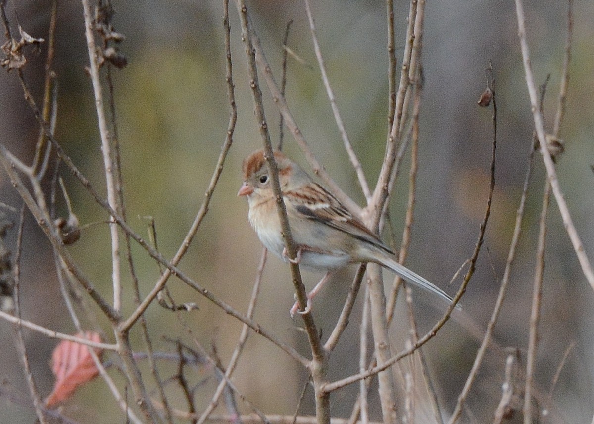 Field Sparrow - ML100964511