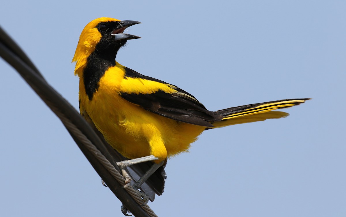 Yellow-tailed Oriole - ML100964651
