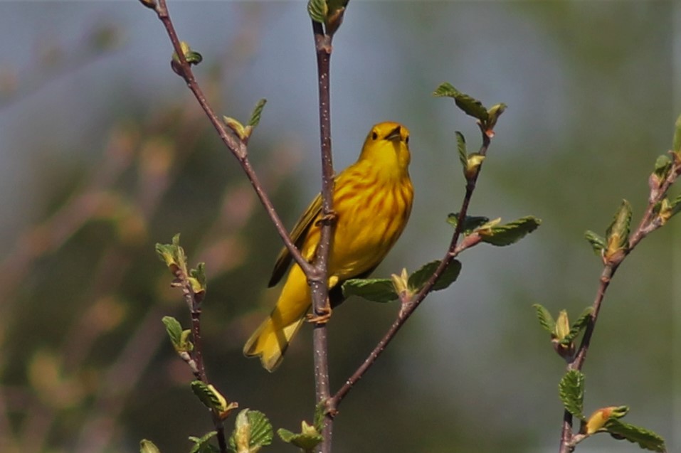 Yellow Warbler - Greg Laverty