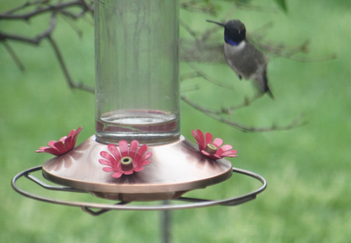 Black-chinned Hummingbird - Al Zerbe