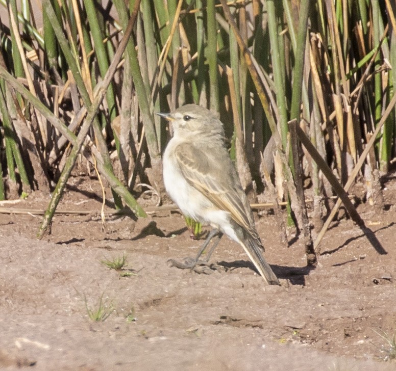 Spot-billed Ground-Tyrant - Mouser Williams