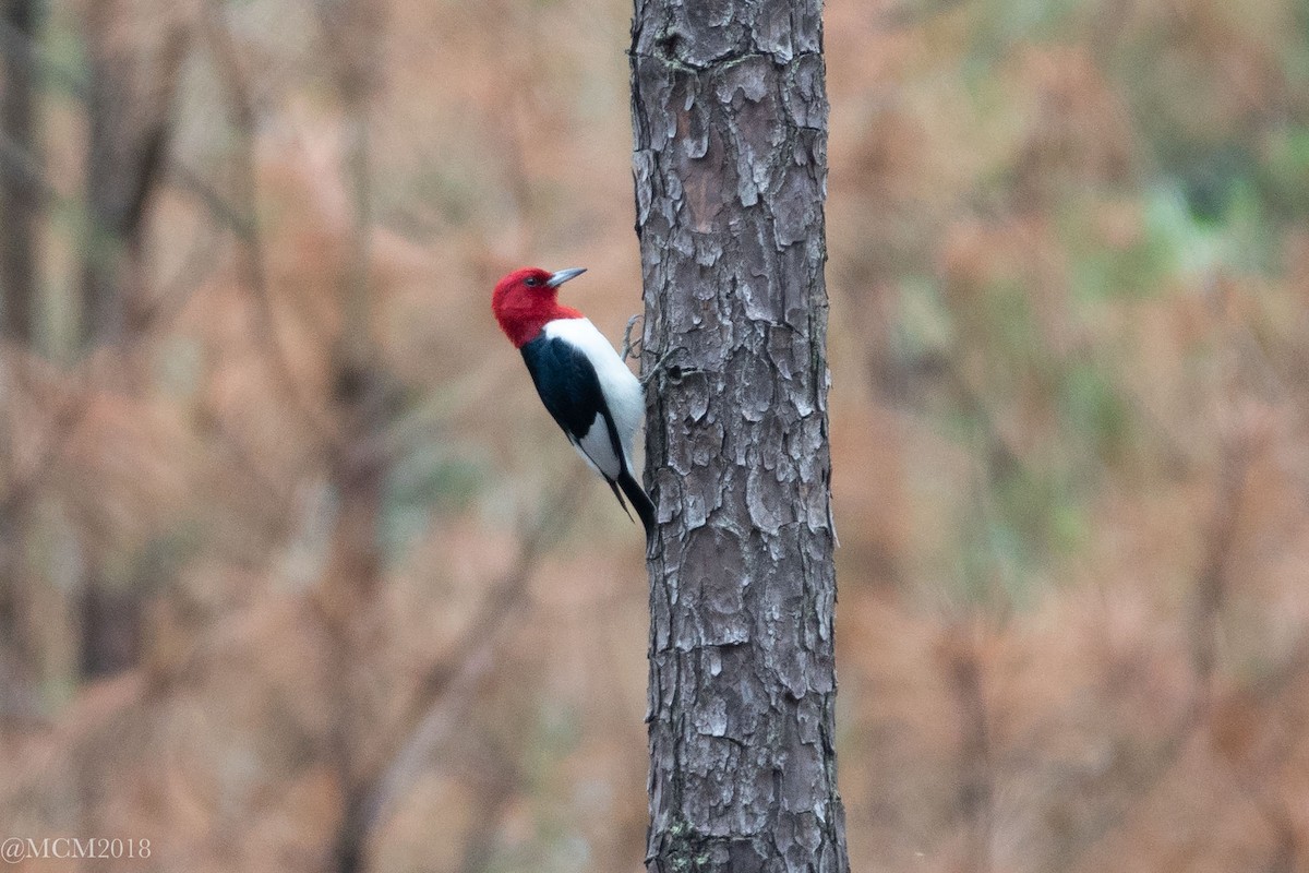 Red-headed Woodpecker - Mary Catherine Miguez