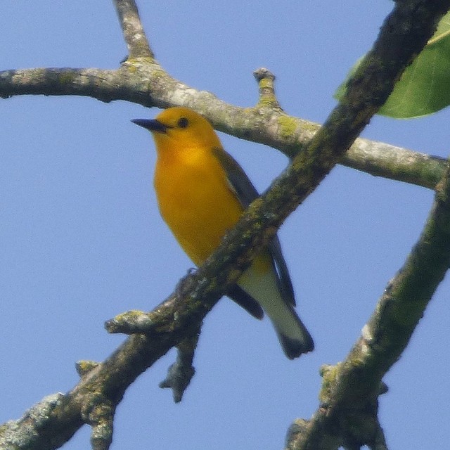 Prothonotary Warbler - ML100968541