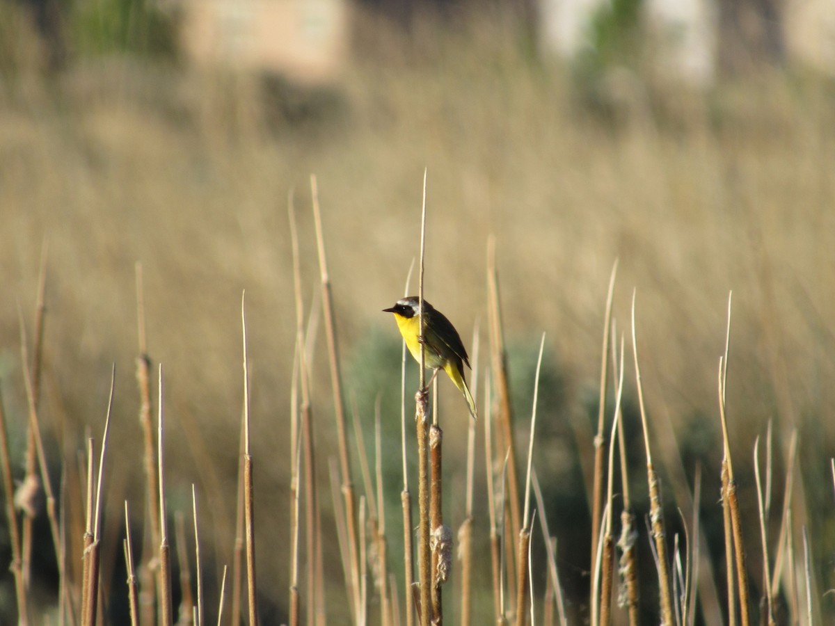 Common Yellowthroat - Brent Thomas