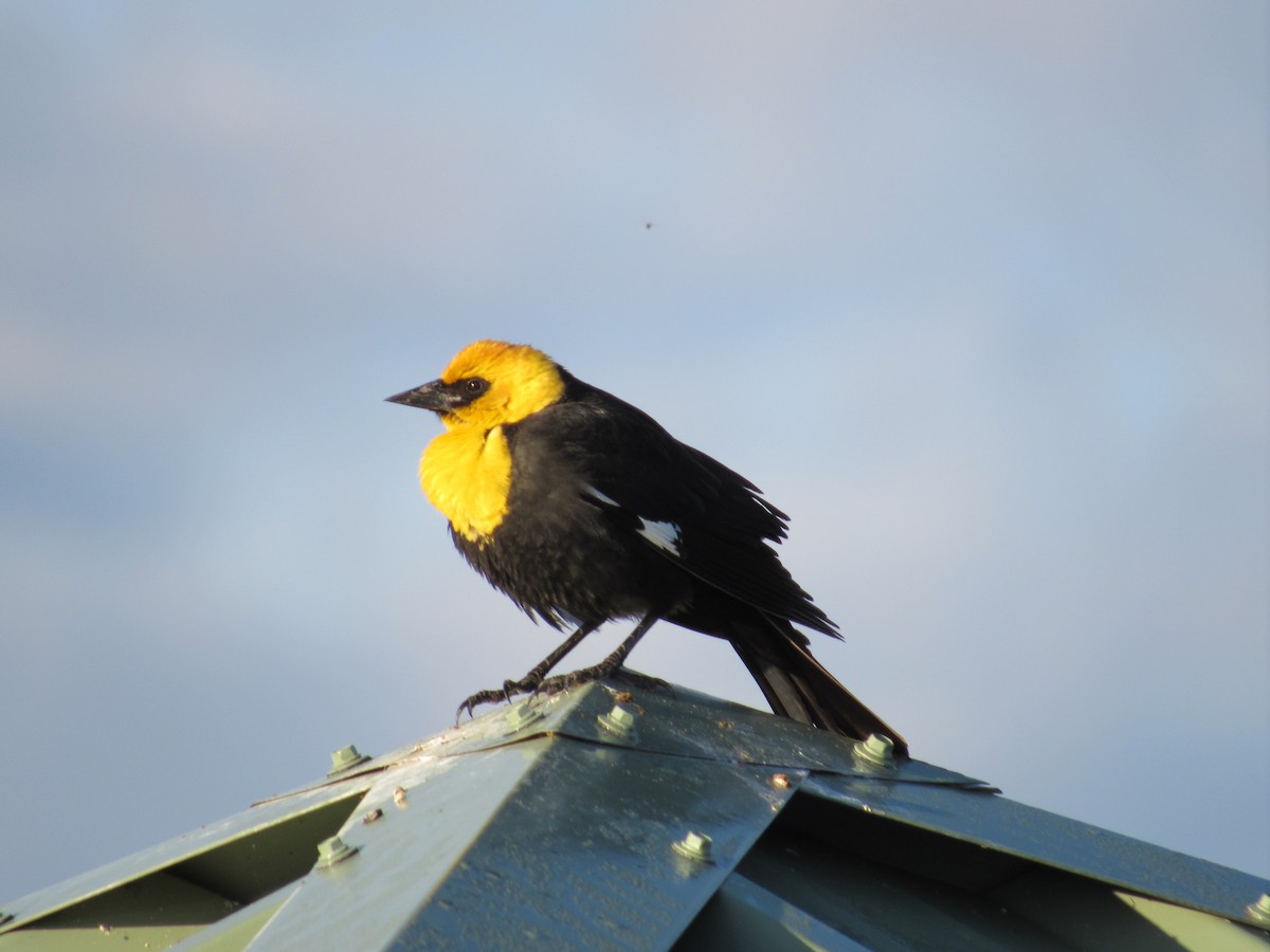 Yellow-headed Blackbird - ML100976991