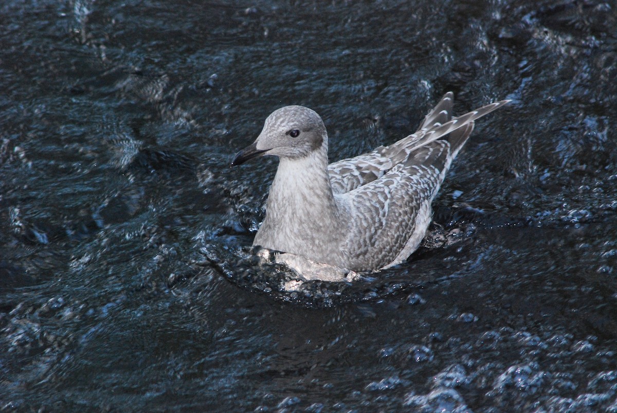 Iceland Gull (Thayer's) - Adam Jackson