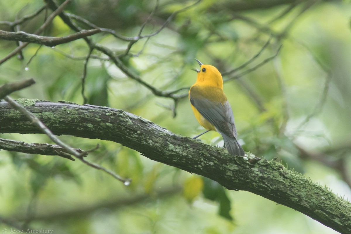 Prothonotary Warbler - Jesse Amesbury