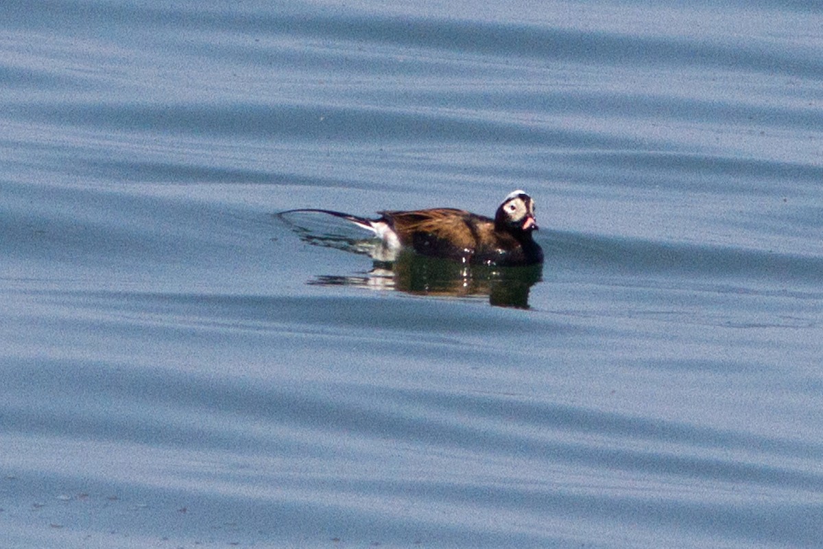 Long-tailed Duck - ML100983191